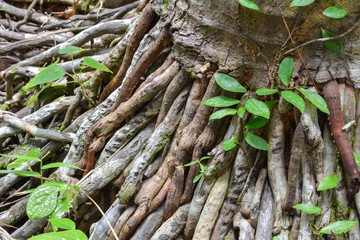 roots of a tree