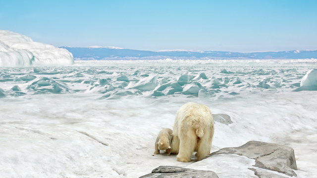 She-bear with bear cubs stand on snow in the Arctic