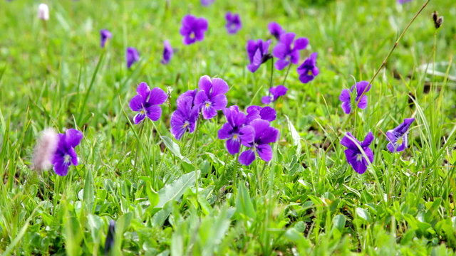 Big glade with the blossoming violets