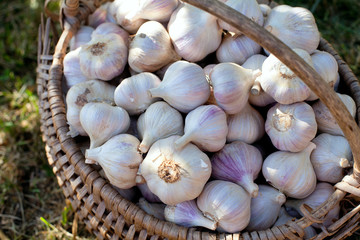garlic close up