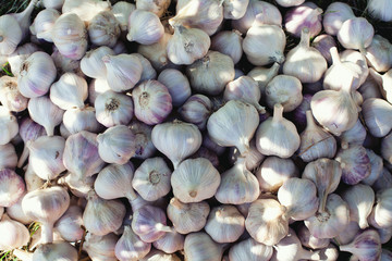 garlic close up