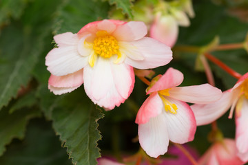 ベゴニアの花