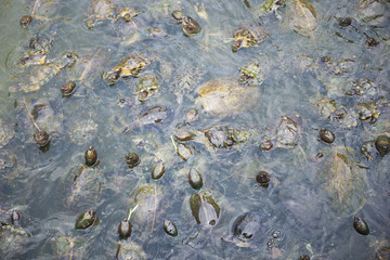 so many turtle in pond at Kek Lok Si Temple, Penang Malaysia