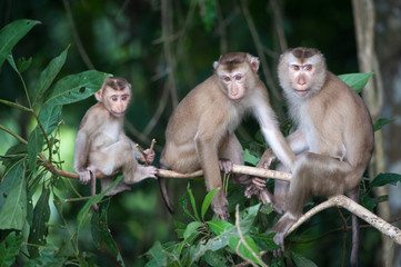 Monkeys checking for fleas and ticks on concrete fence in the pa