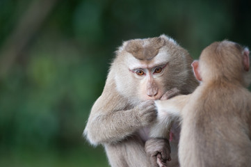Monkeys checking for fleas and ticks on concrete fence in the pa