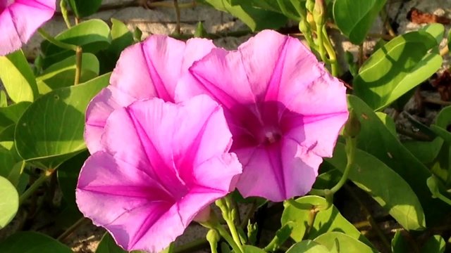 Ipomoea pes-caprae, known as bayhops, beach morning glory or goat's foot, is a  pantropical creeping vine in family of Convolvulaceae. It grows on the upper parts of beaches and endures salted air