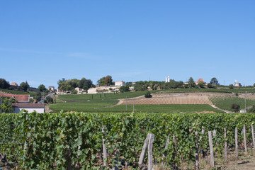 Fototapeta na wymiar Vineyards in Bordeaux