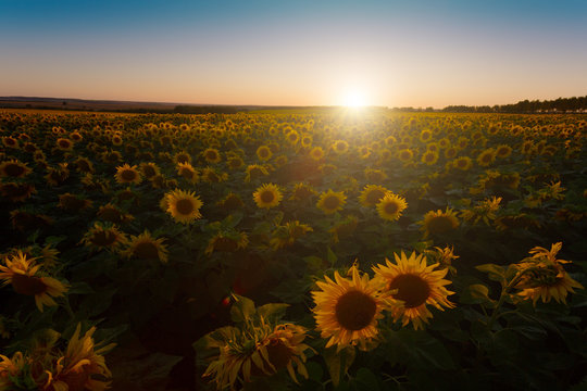 Field of the blossoming sunflowers on a sunset