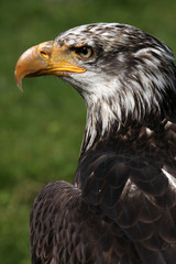 Junger Weisskopfseeadler