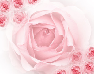 Fototapeta na wymiar rose close up