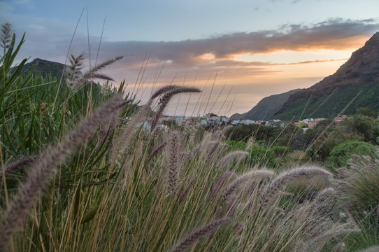 Sunset over Tamaimo village through grass, Tenerife