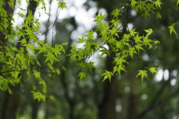 new japanese maple in the rain