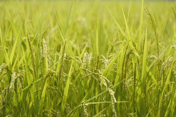 rice plant in rice field
