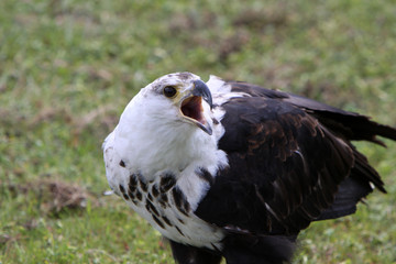 Junger Weisskopfseeadler