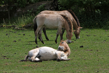 Przewalski-Pferde