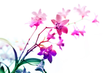 Colorful orchids, flower vibrant concept and soft focus