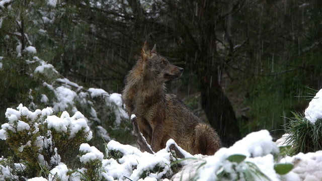  Iberian wolf enjoying the snow falling on her fur