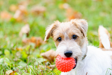 Cute fluffy dog with ball