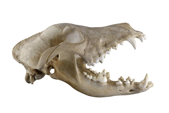 Skull of purebred doberman dog isolated on a white background. Opened mouth, all teeth are presented, big canins (fang). Lateral view.  Sharp isolation by pen tool.