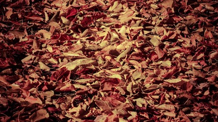 Fondo o Textura vegetal de hojas caidas del otoño con tratamiento del color y viñeta oscura