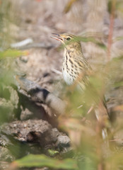 Eurasian Skylark