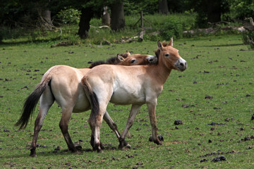 Fototapeta premium Przewalski-Pferde