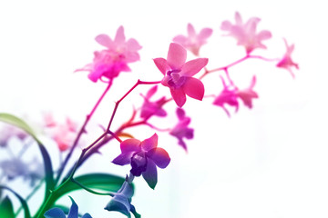 Obraz na płótnie Canvas Colorful orchids, flower vibrant concept and soft focus