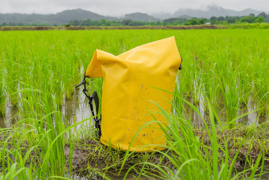 Yellow Dry Bag  Put On Wet Paddy Rice Farmland In Raining Day