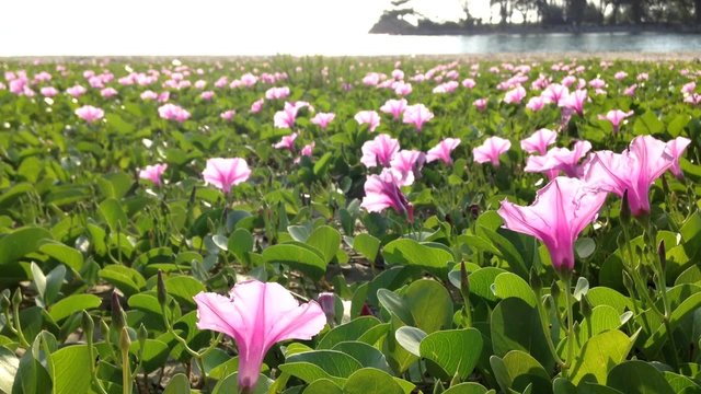 Ipomoea pes-caprae, known as bayhops, beach morning glory or goat's foot, is a  pantropical creeping vine in family of Convolvulaceae. It grows on the upper parts of beaches and endures salted air