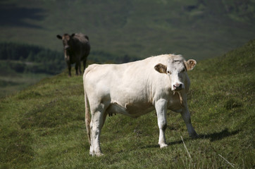 Naklejka na ściany i meble Rind, Kuh, Landschaft in Schottland, Großbritannien 