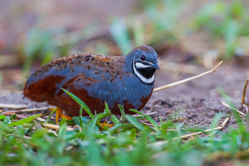 Blue-breasted quail, Asian blue quail(Coturnix chinensis)