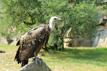 Eurasian Griffon