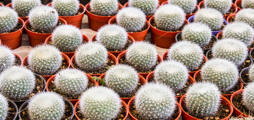 Cactus desert plant.