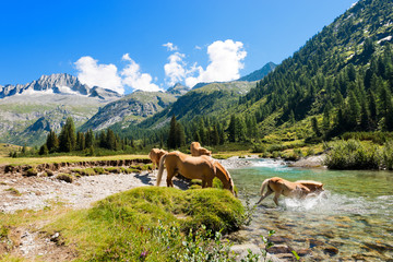 Horses in National Park of Adamello Brenta - Italy / Herd of horses wading the Chiese river in the...