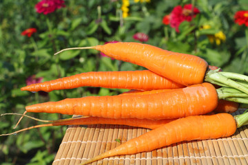 The ripe carrots lying on a table in a garden