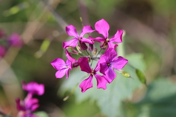 Fototapeta na wymiar Spring flowering
