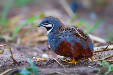Blue-breasted quail, Asian blue quail(Coturnix chinensis)