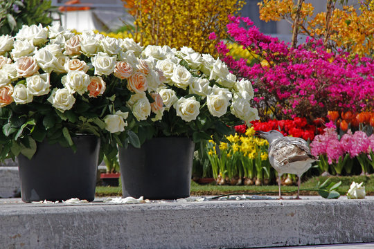 Gaviota comiento rosas blancas
