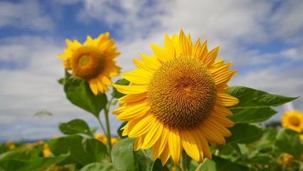 風に向かって咲くヒマワリ