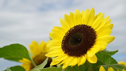 大きなヒマワリ