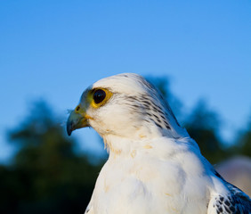 Gerfalke