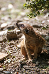 Fototapeta premium ミーアキャット