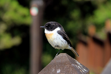 Fototapeta premium tec-tec, île de la Réunion