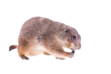 Eating single prairie dog isolated on a white background