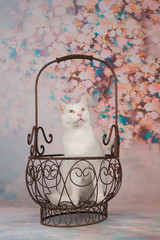 Cute white cat in an antique basket at a romantic background