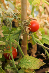 Withered tomato plants - obrazy, fototapety, plakaty