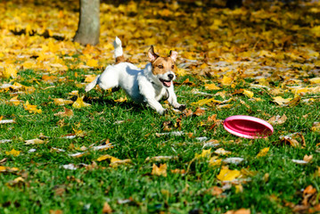 Dog running and playing with flying disk