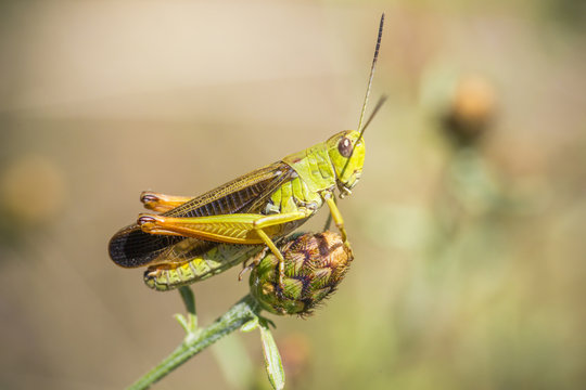 Sauterelle macro