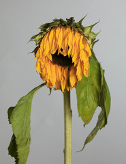 Verwelkte Sonnenblume