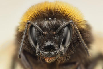 Bumble Bee extreme closeup